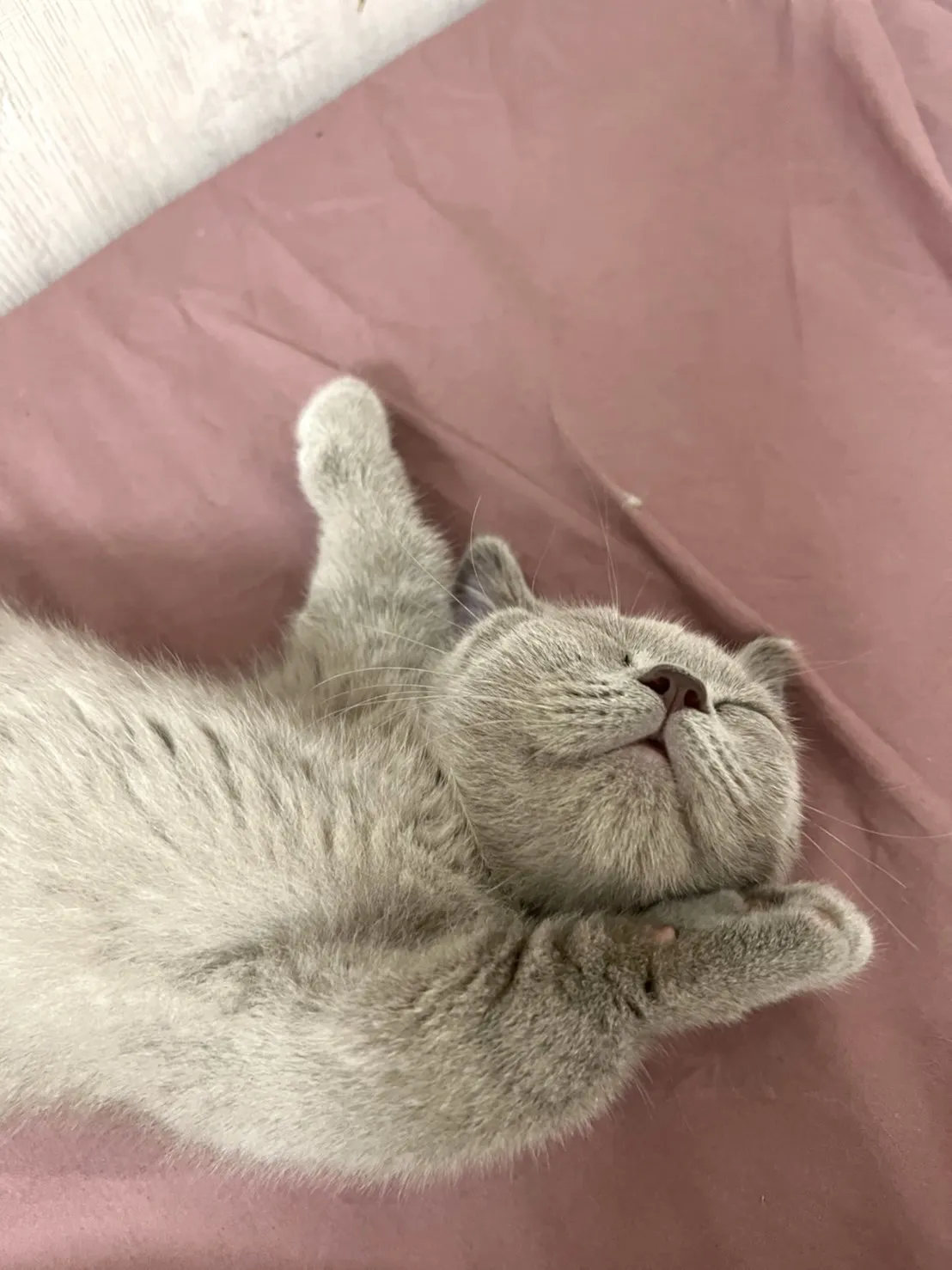 伴寵日寵物生活館