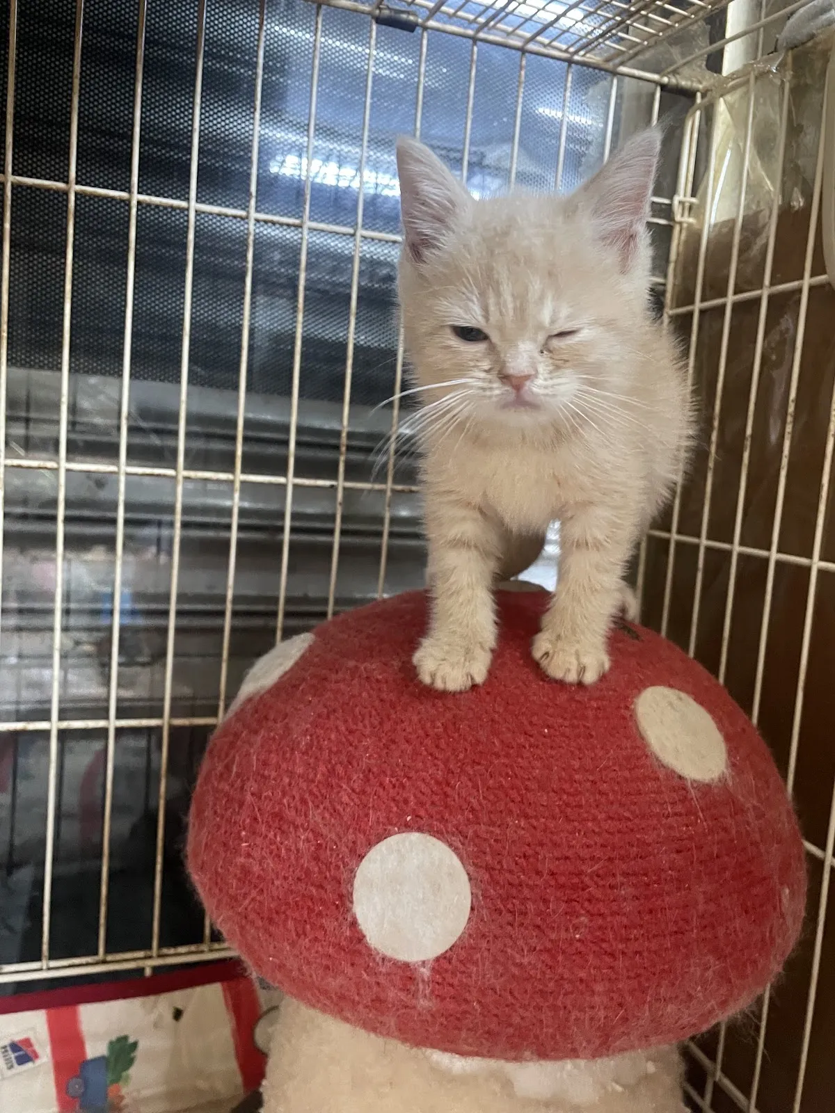 寵物新貴生活館