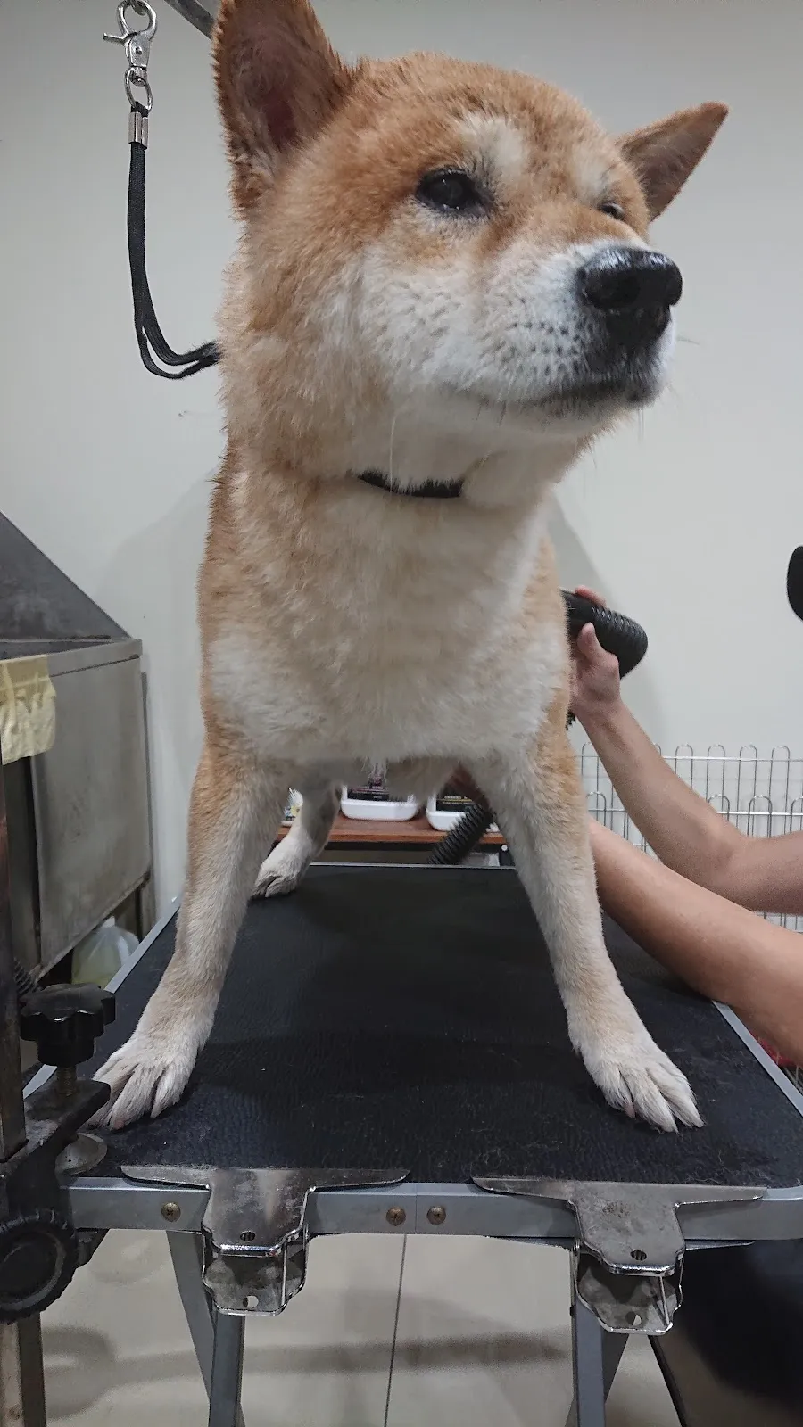 珍寶貝寵物美容坊