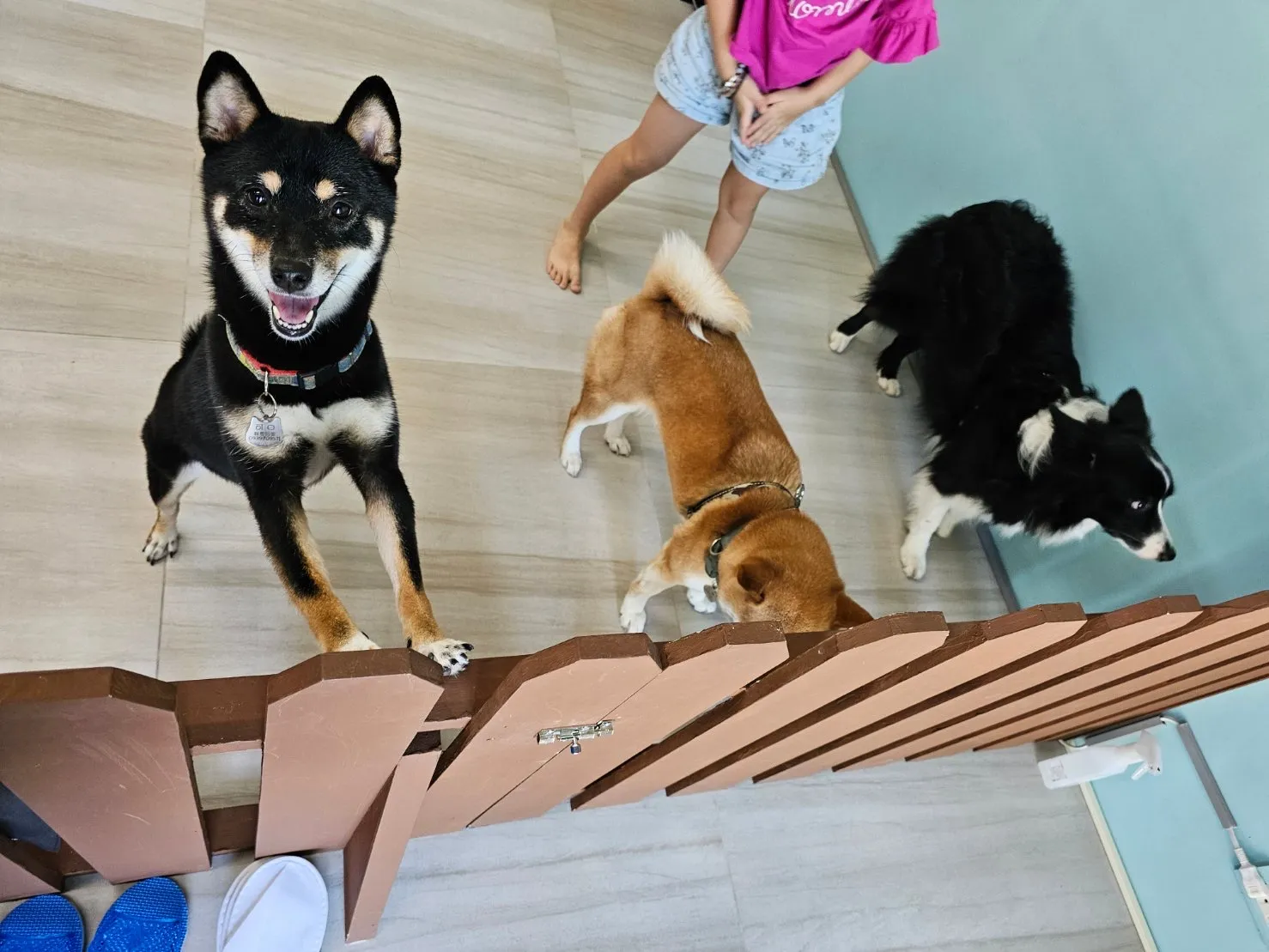 旅樂寵物事業工作室