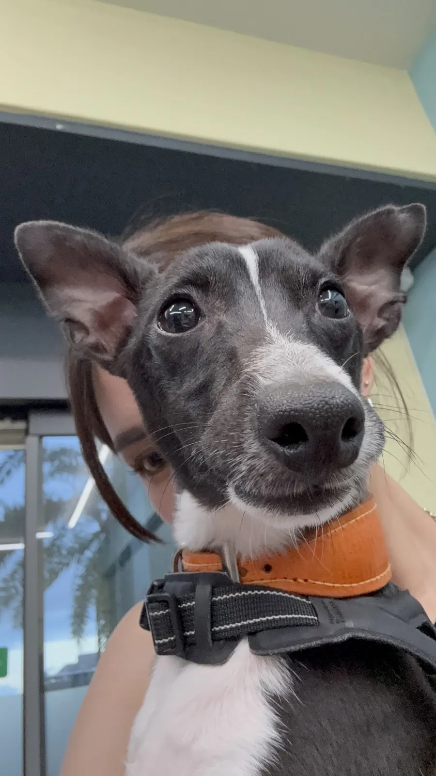 旅樂寵物事業工作室