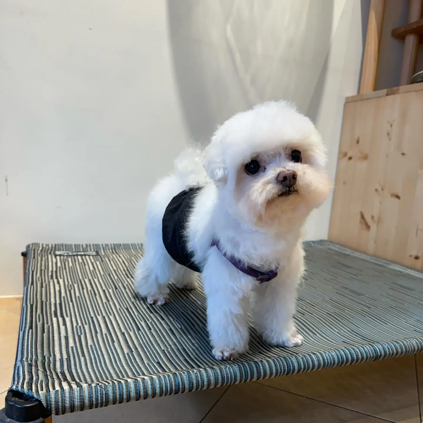 洗狗吧寵物美容工作坊