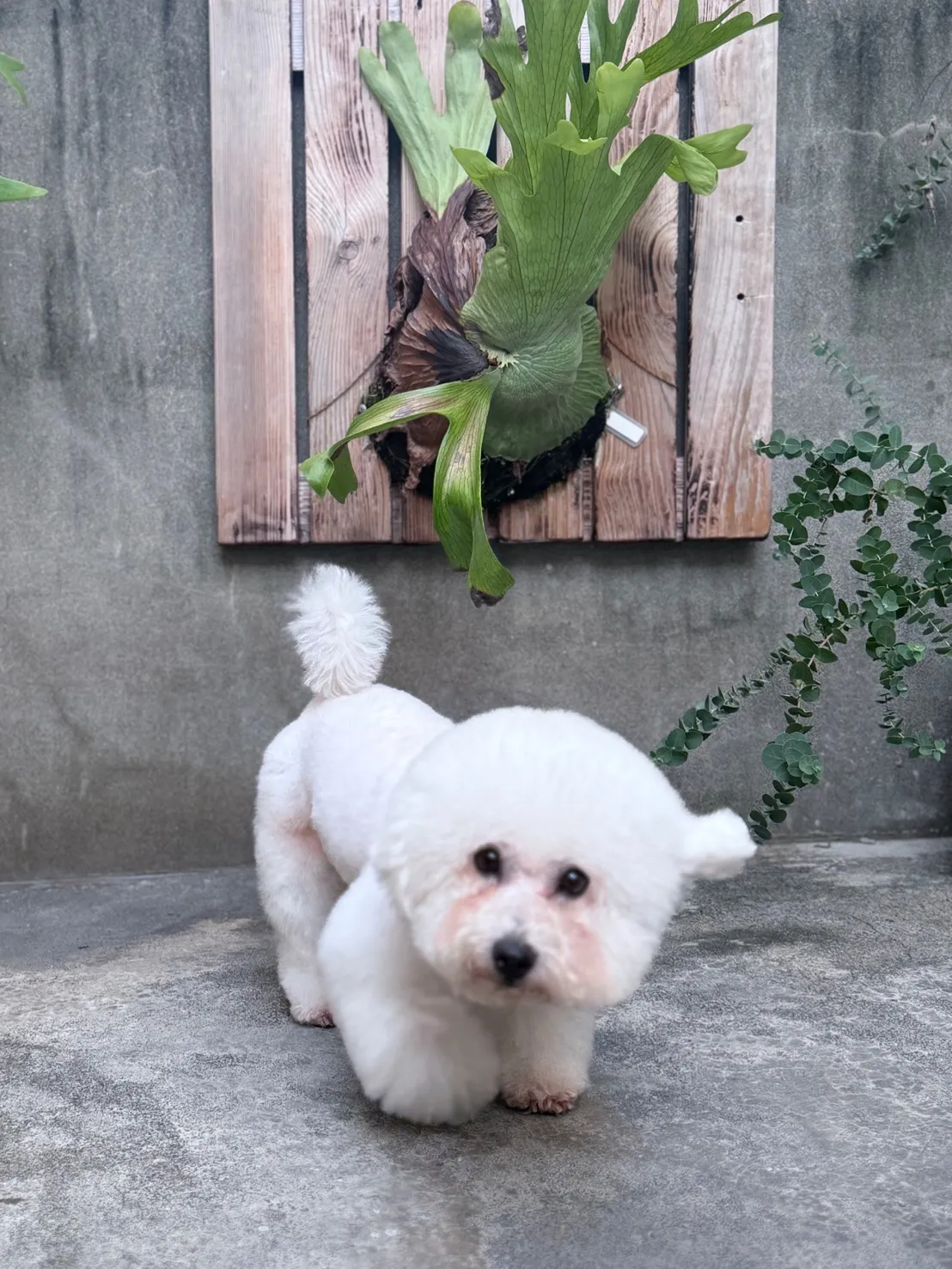 貝拉寵物美容館