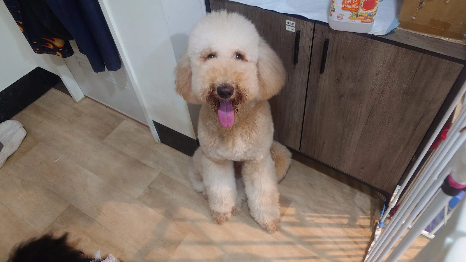 甜新寵物美容店