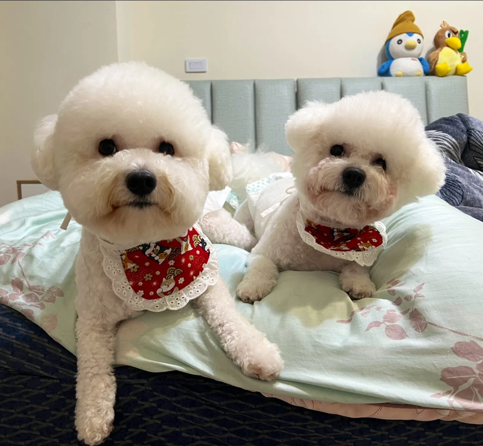 摸洗寵物生活旅店