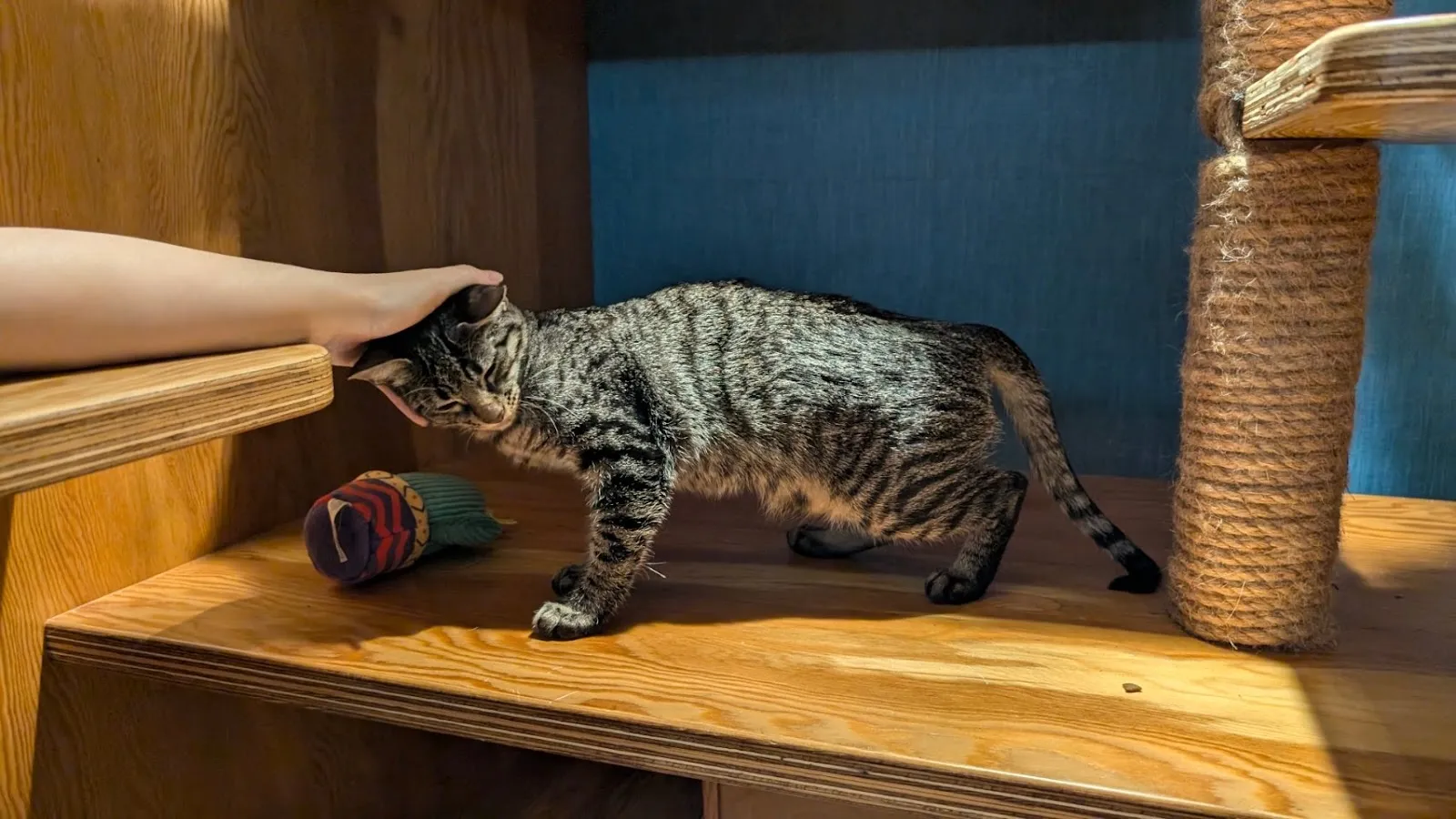 寄居喵精品貓宿