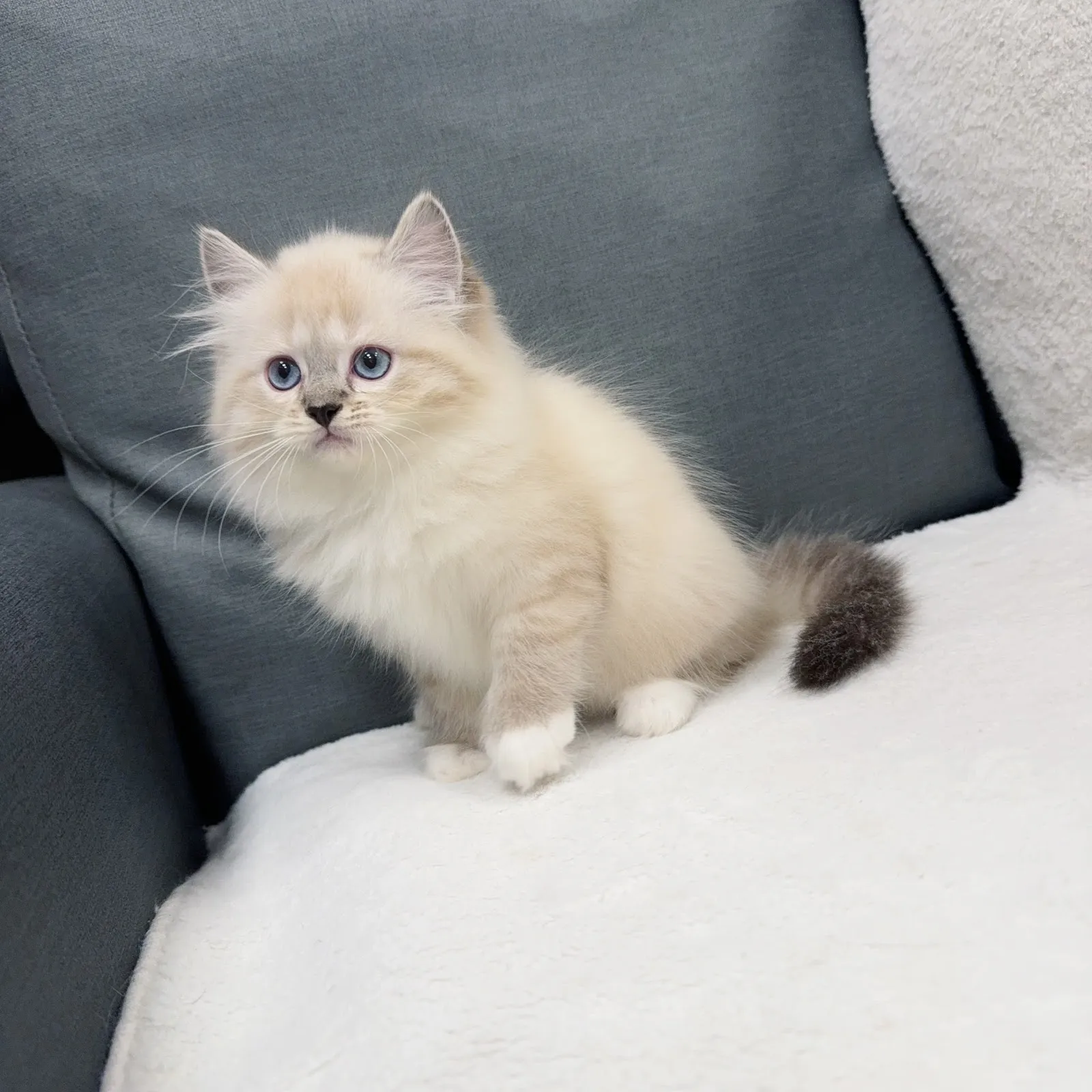 一加一寵物生活館