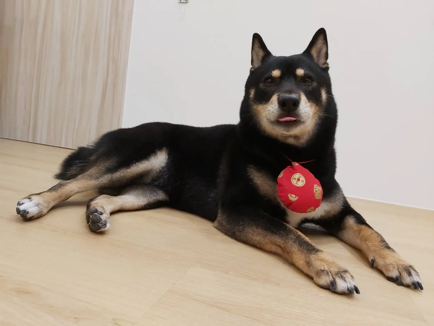 毛字號寵物工作室