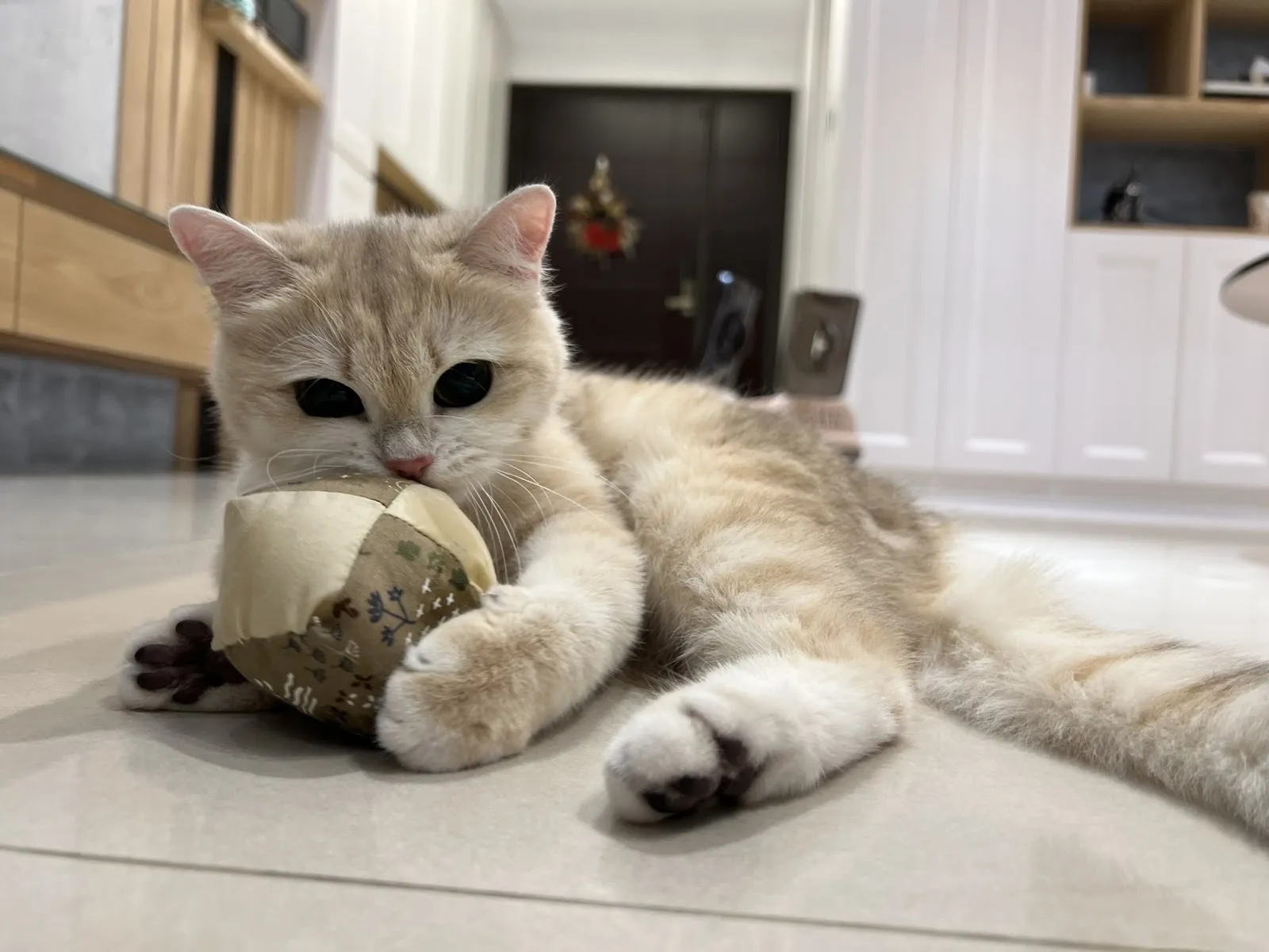 毛字號寵物工作室