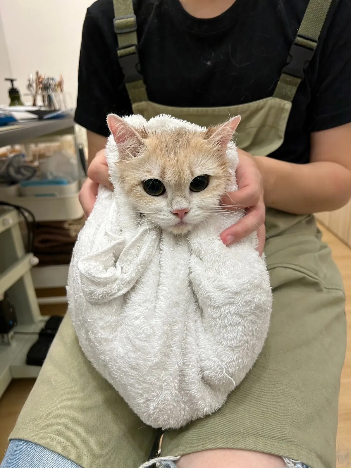 毛字號寵物工作室