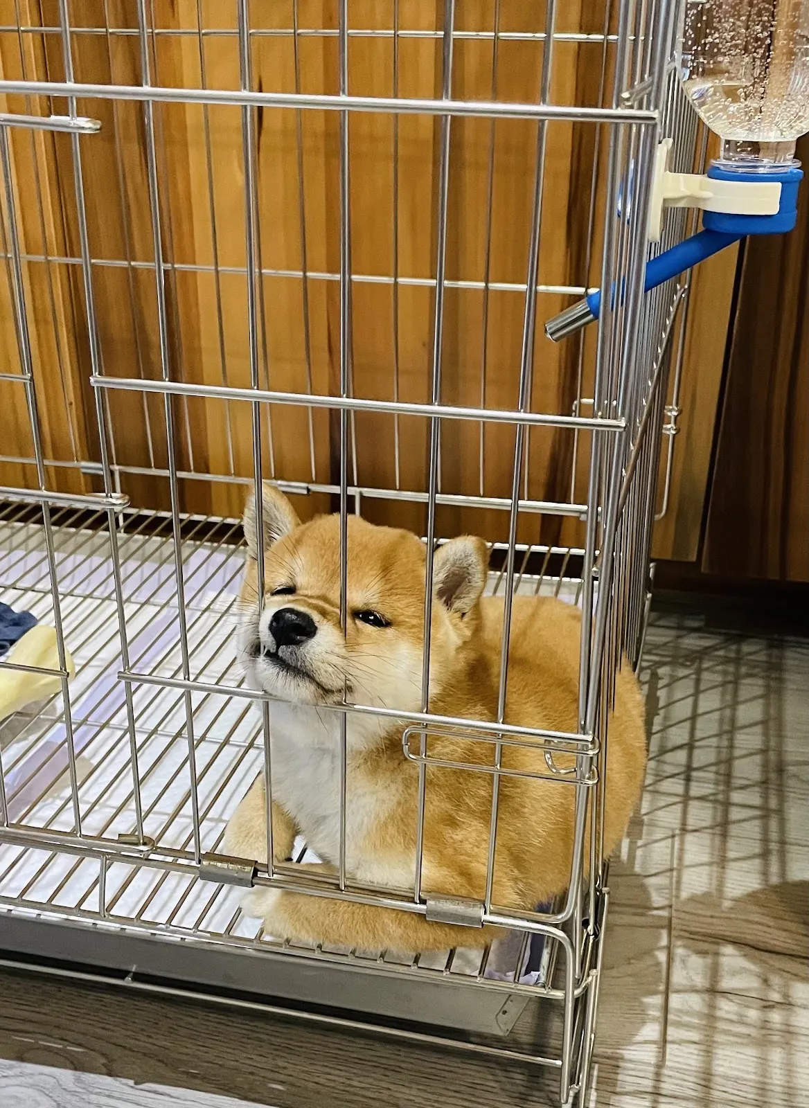 興旺日本柴犬專賣店