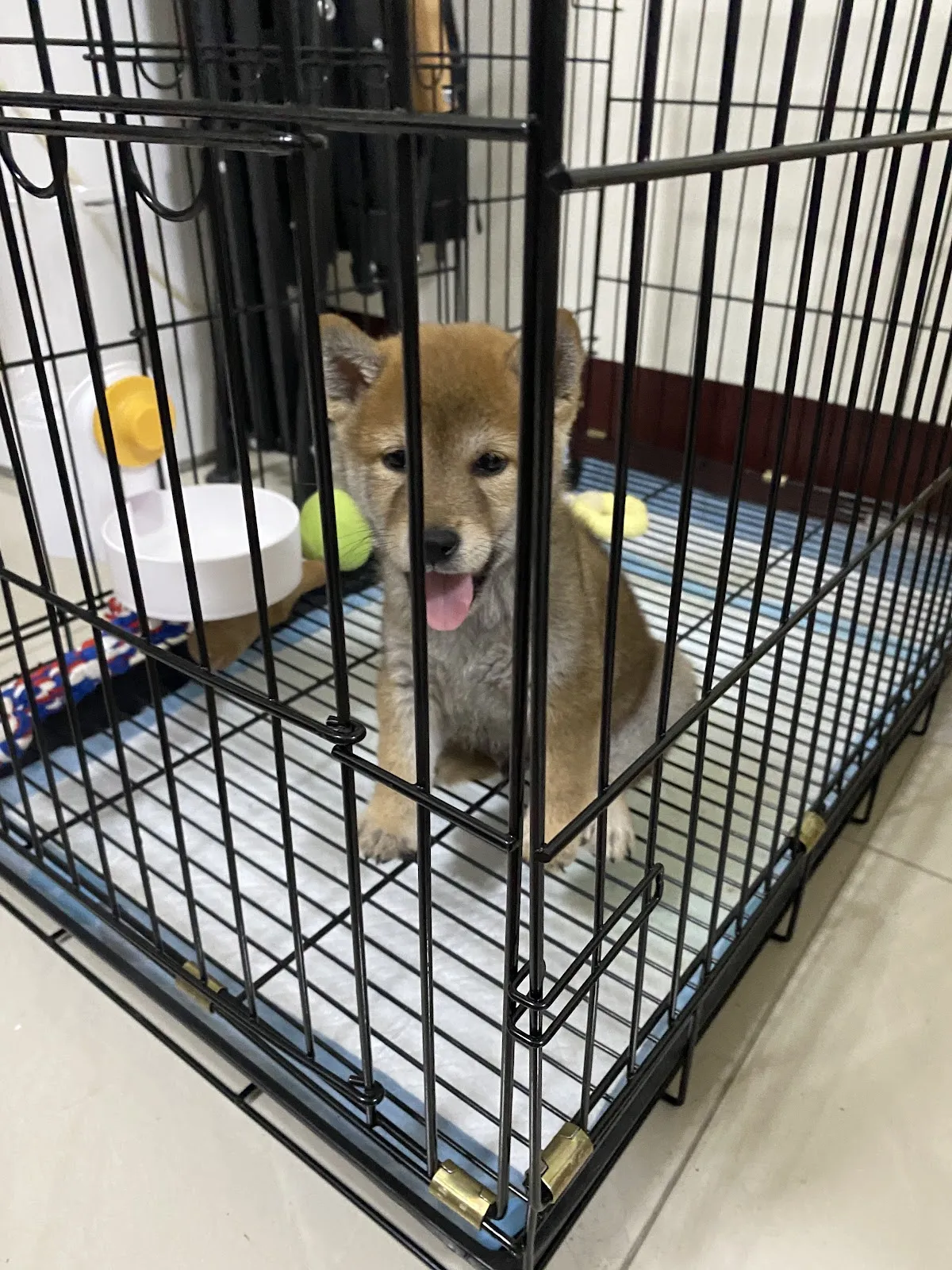 興旺日本柴犬專賣店