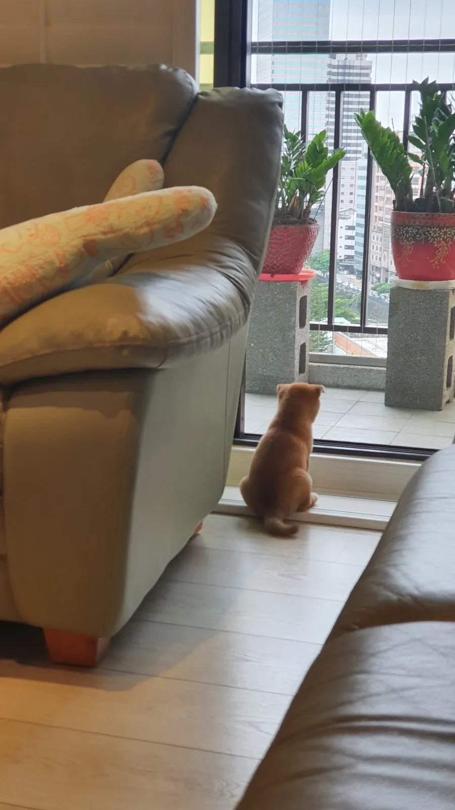 興旺日本柴犬專賣店