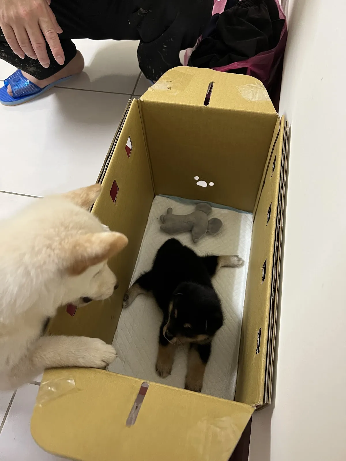 興旺日本柴犬專賣店