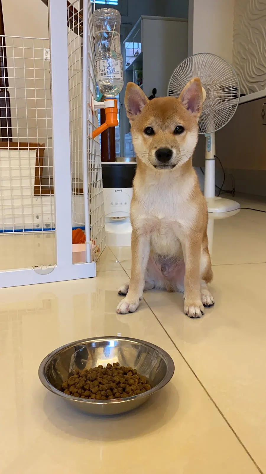 興旺日本柴犬專賣店