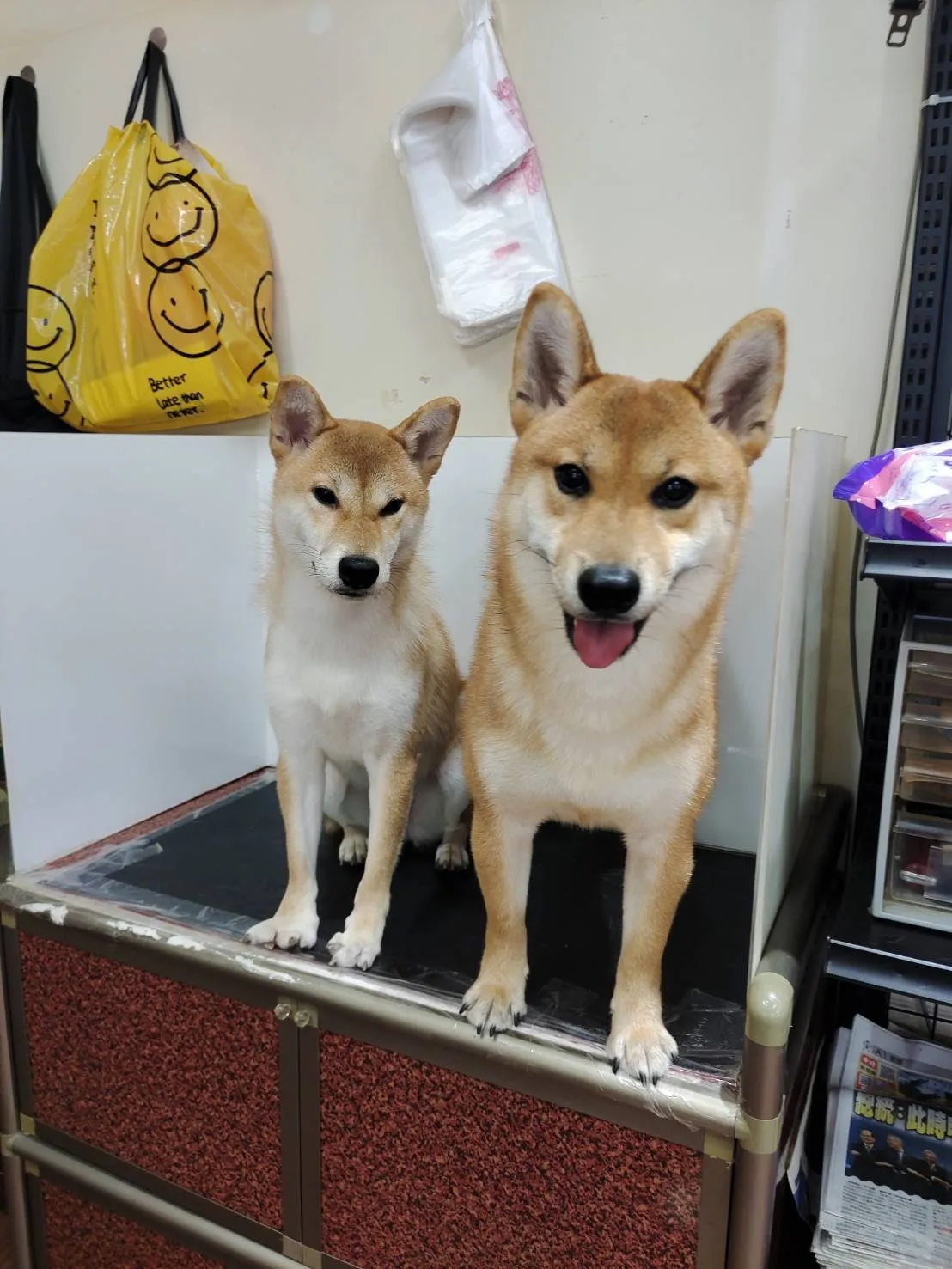 興旺日本柴犬專賣店