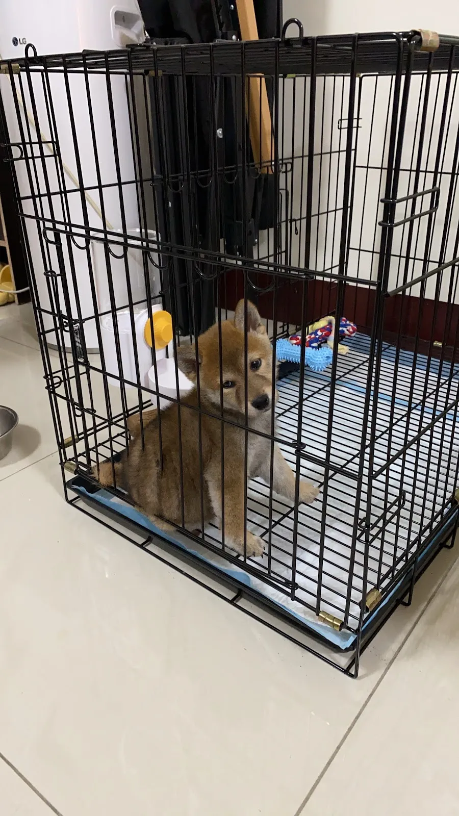 興旺日本柴犬專賣店