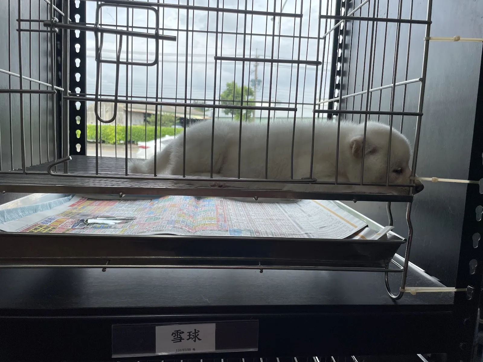 興旺日本柴犬專賣店