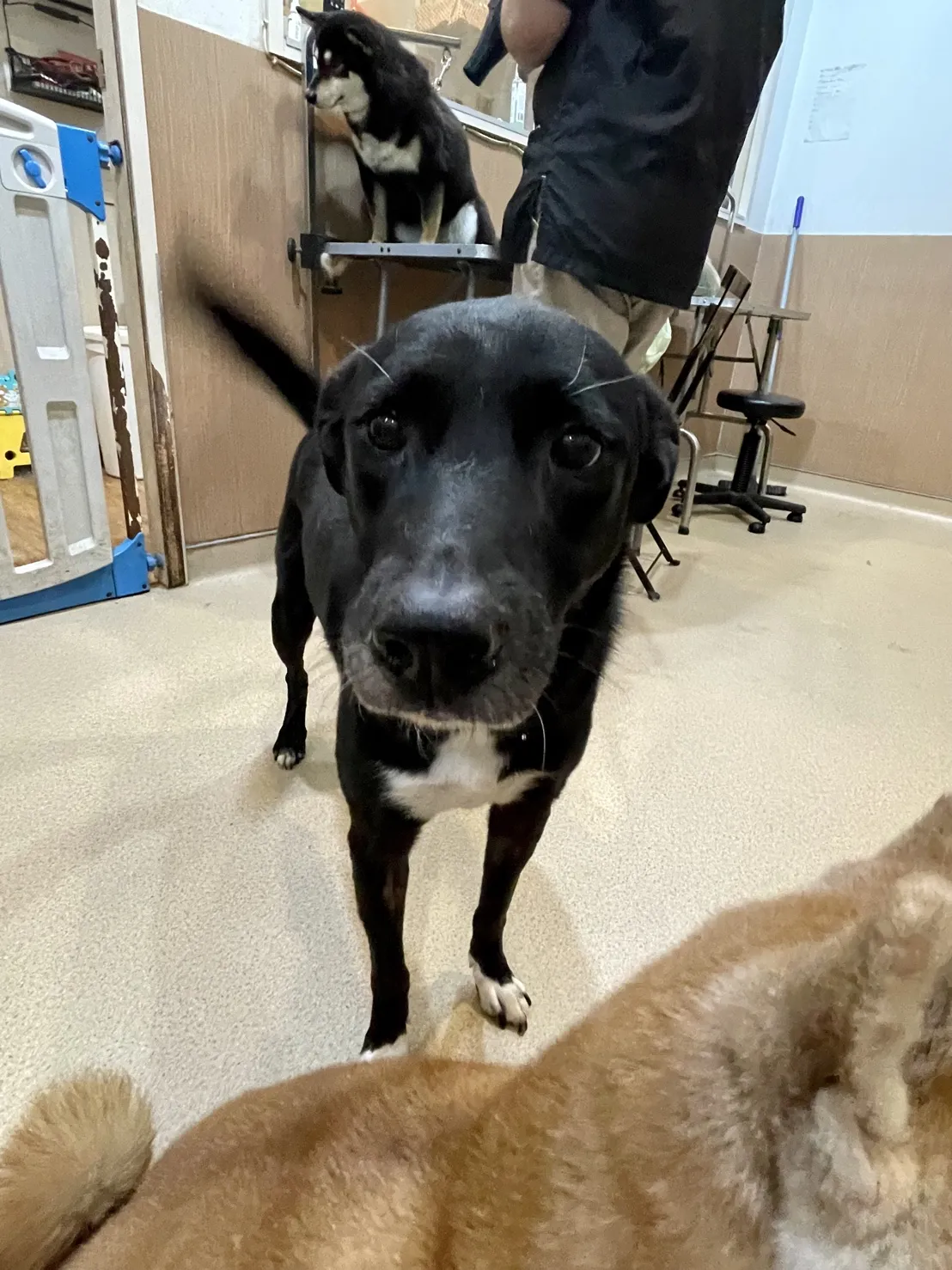 搖擺狗寵物美容店