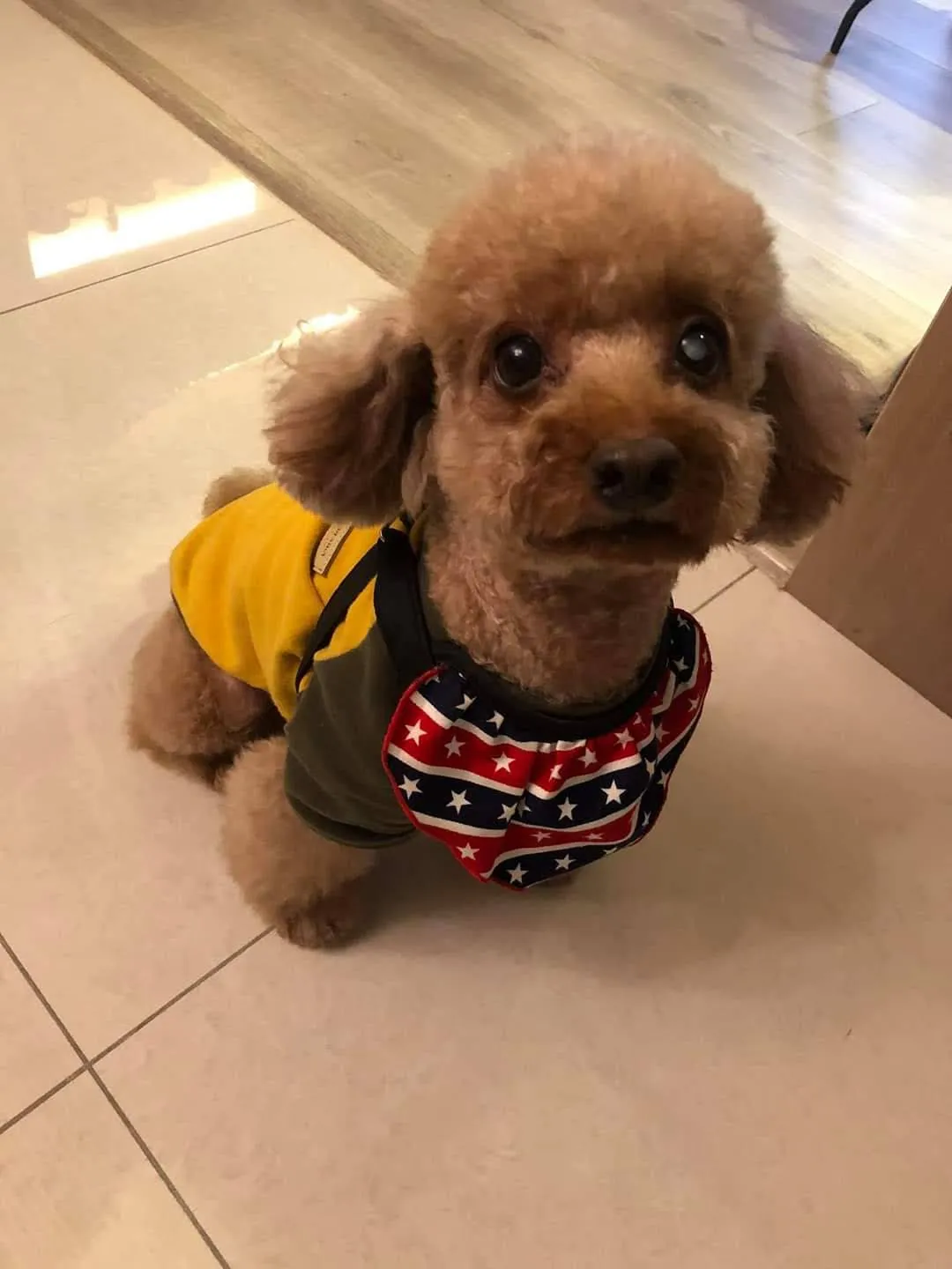 孩要有你寵物沙龍