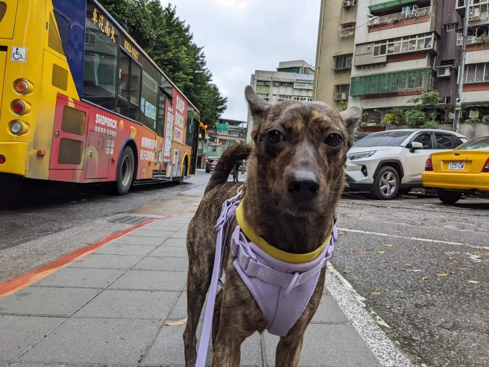 有狗真好工作室