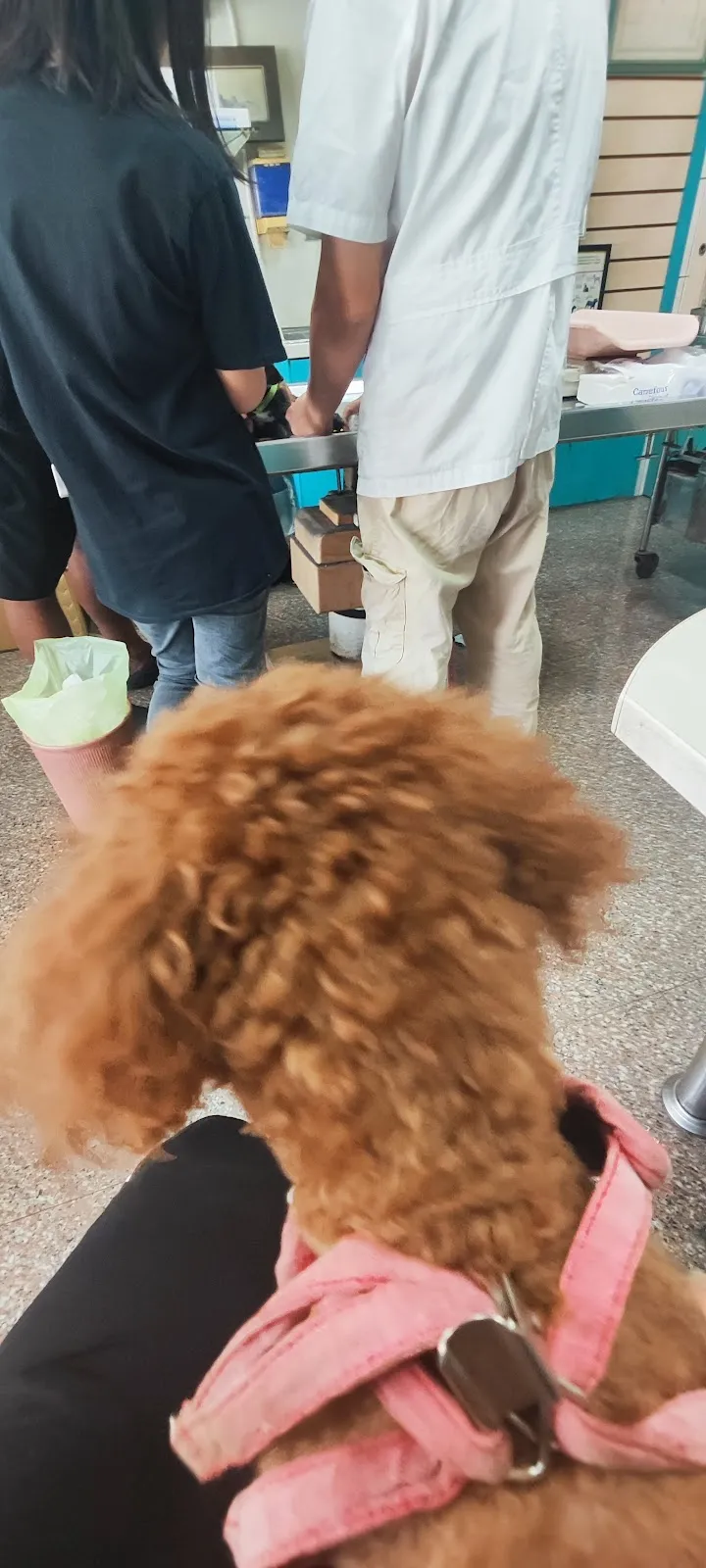 民生動物醫院