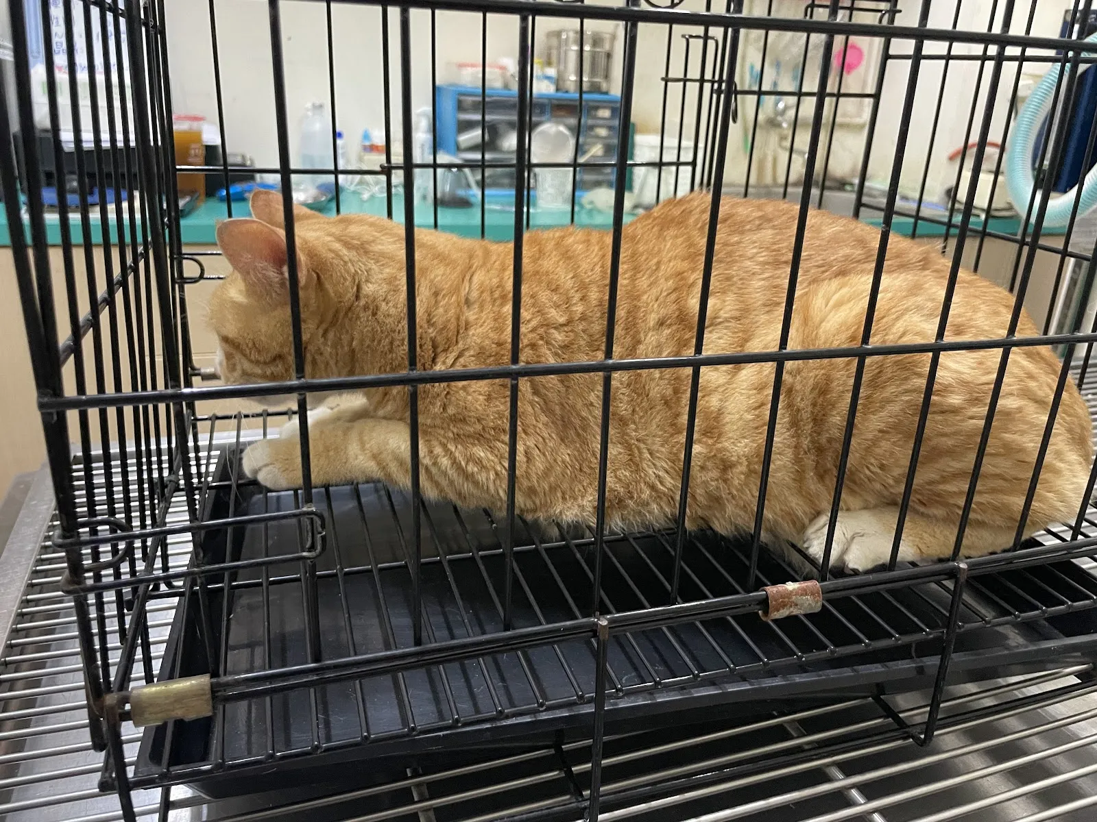 欣欣動物醫院