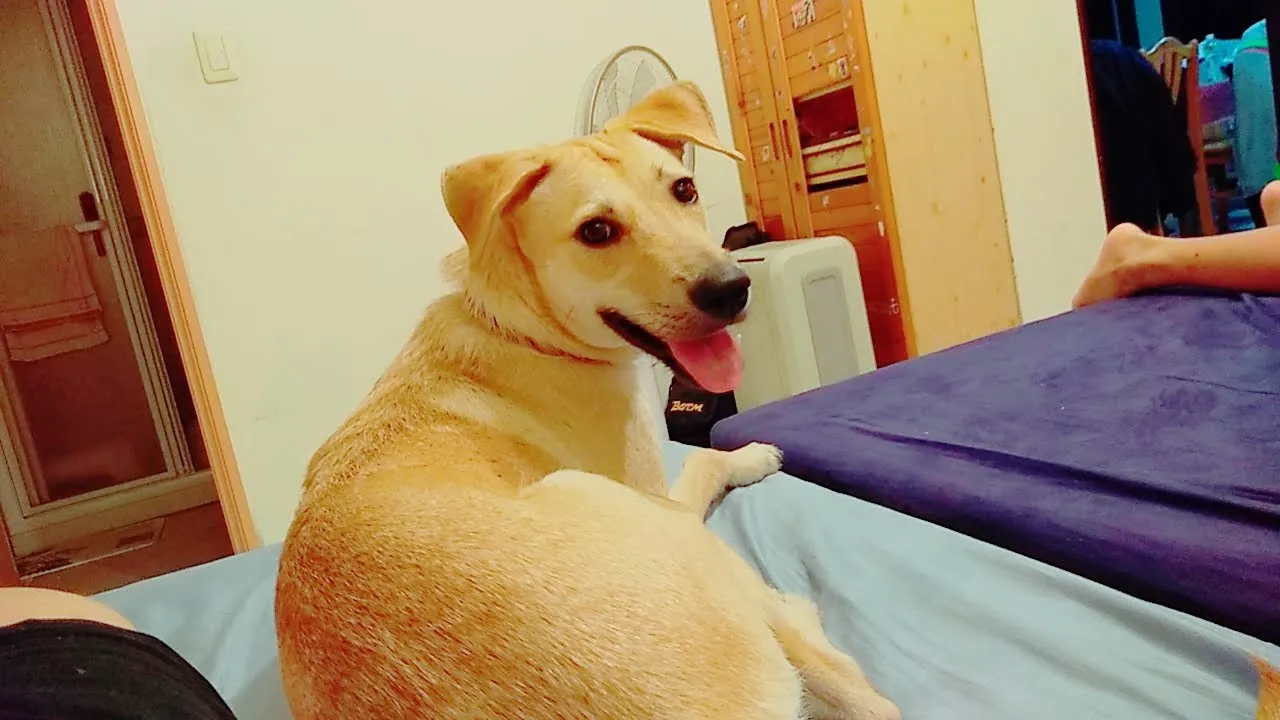 毛博事保健動物醫院