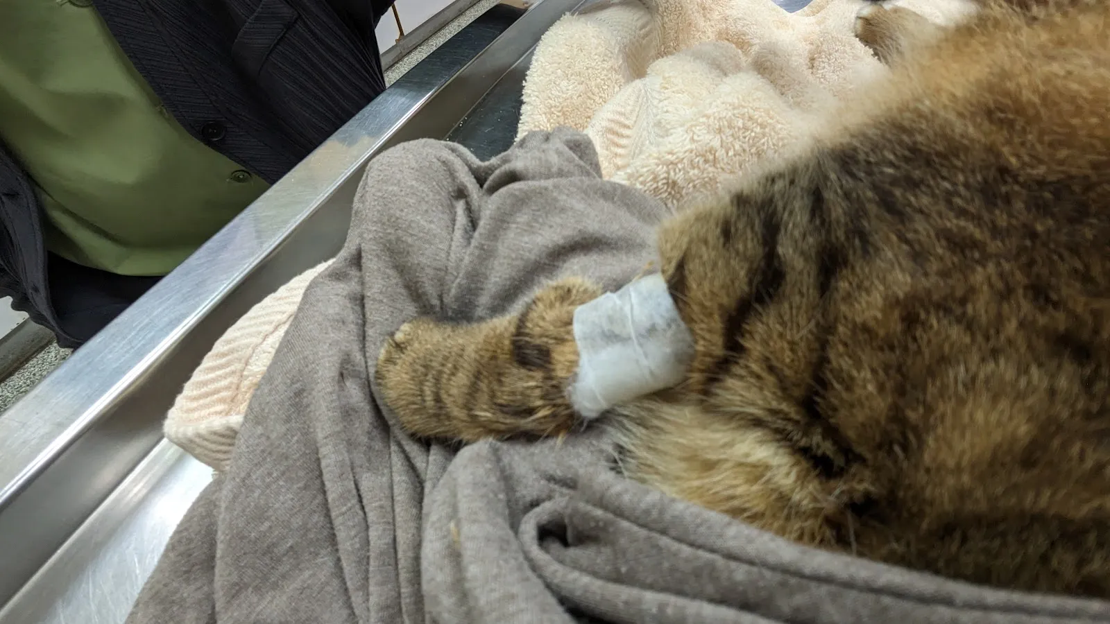 毛博事保健動物醫院