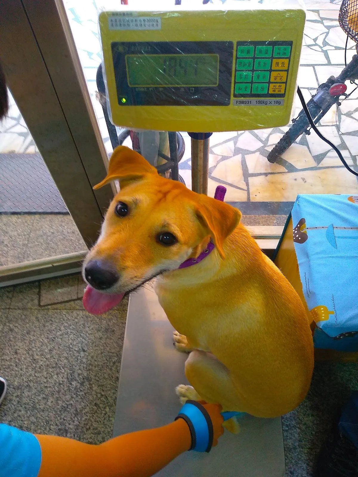 毛博事保健動物醫院