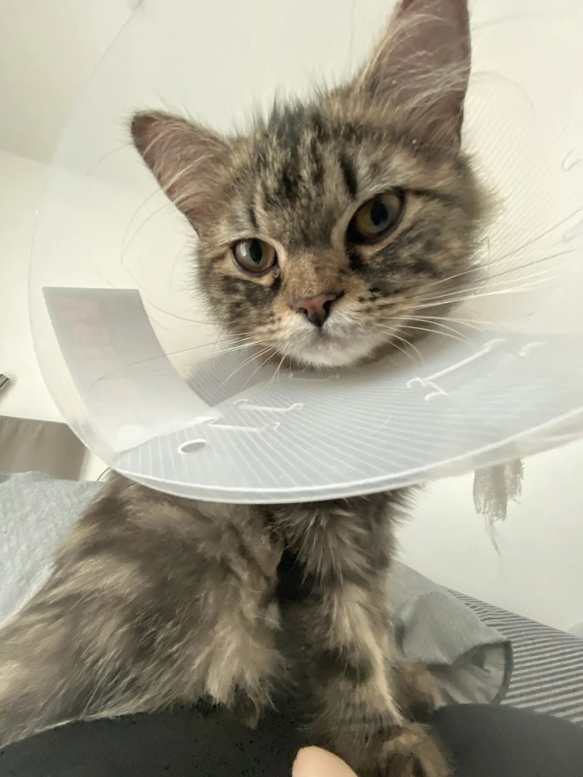 全美經國動物醫院