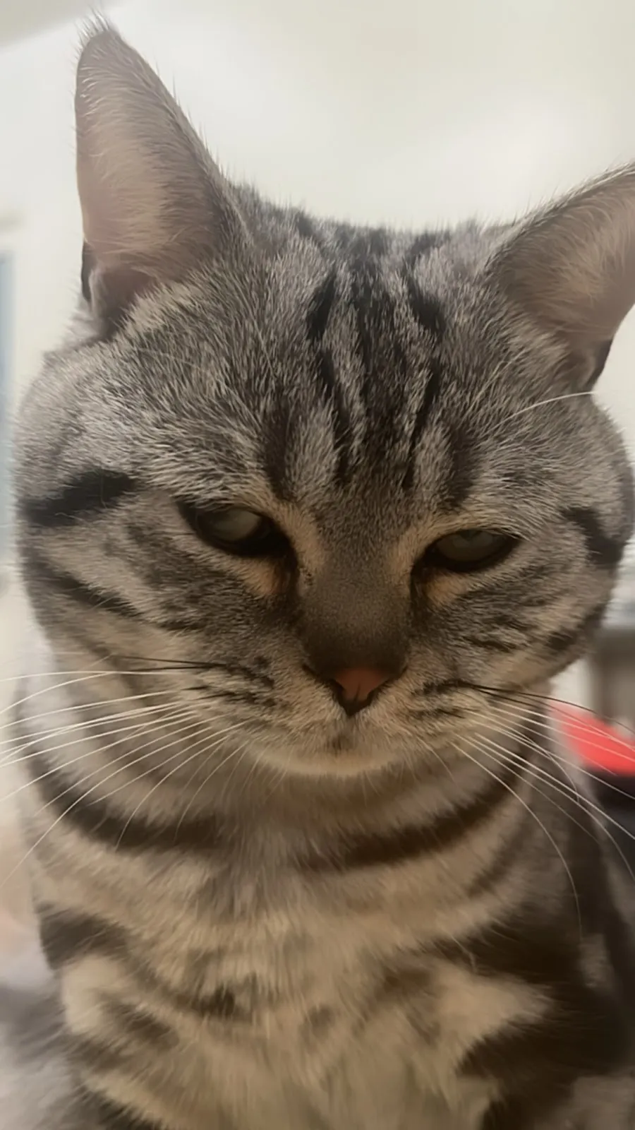 聯盟潮州志成動物醫院