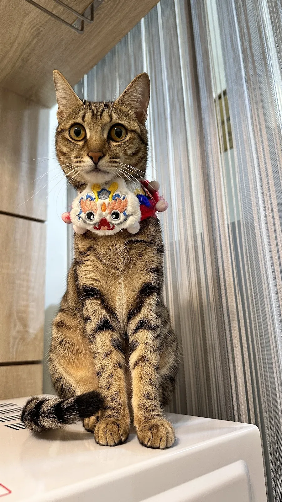 人人動物醫院大園分院