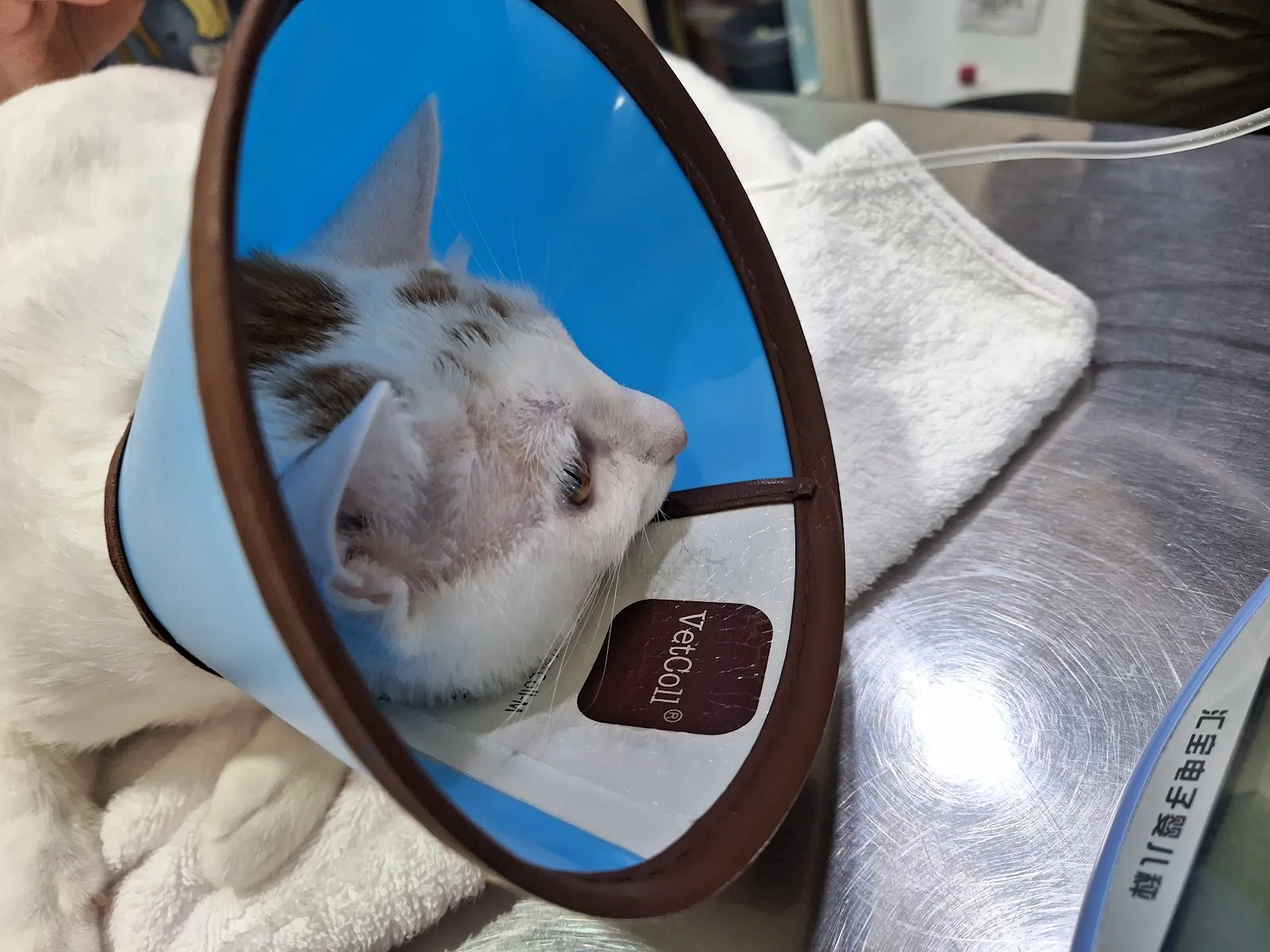 歐米咖動物醫院