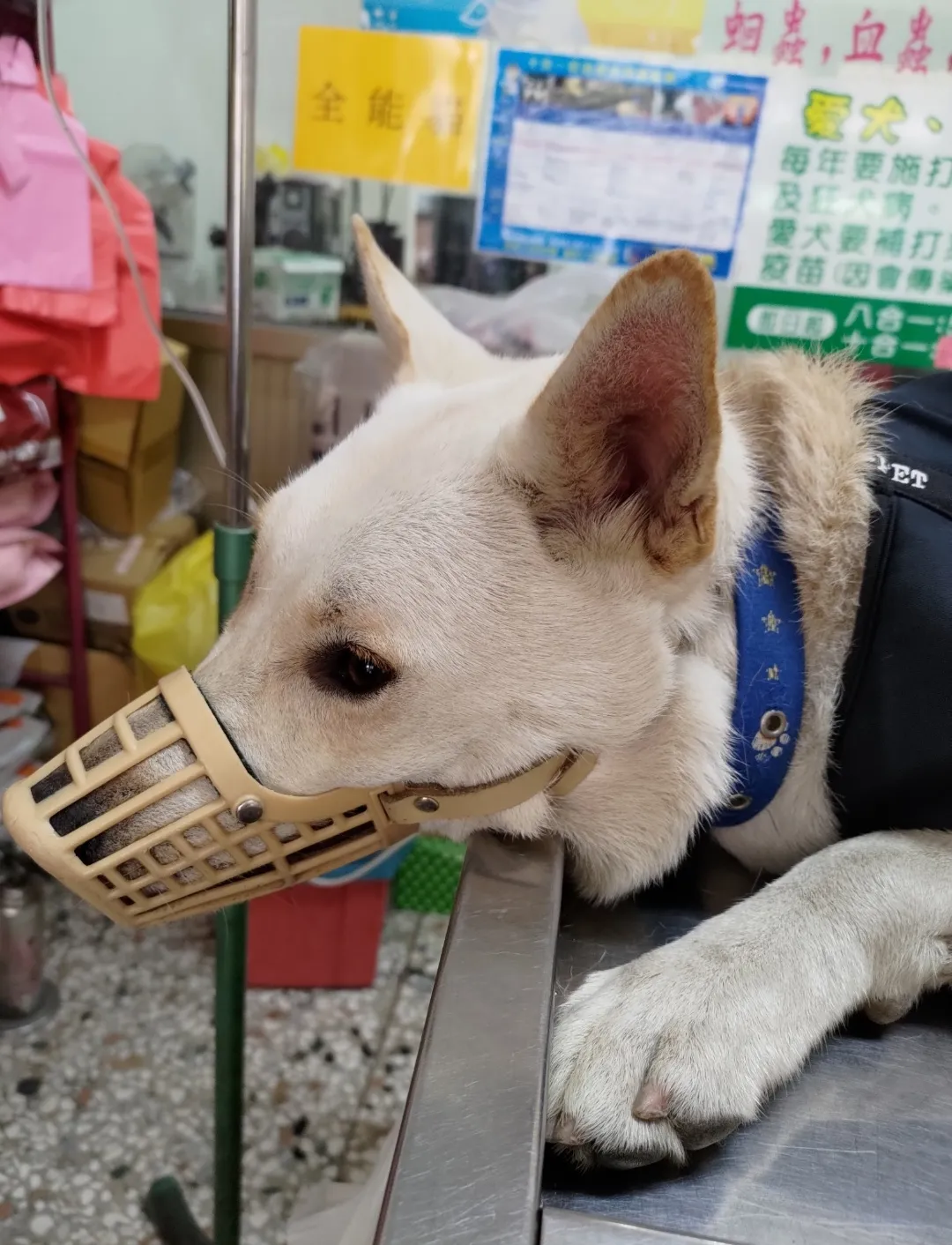 躍犬獸醫院