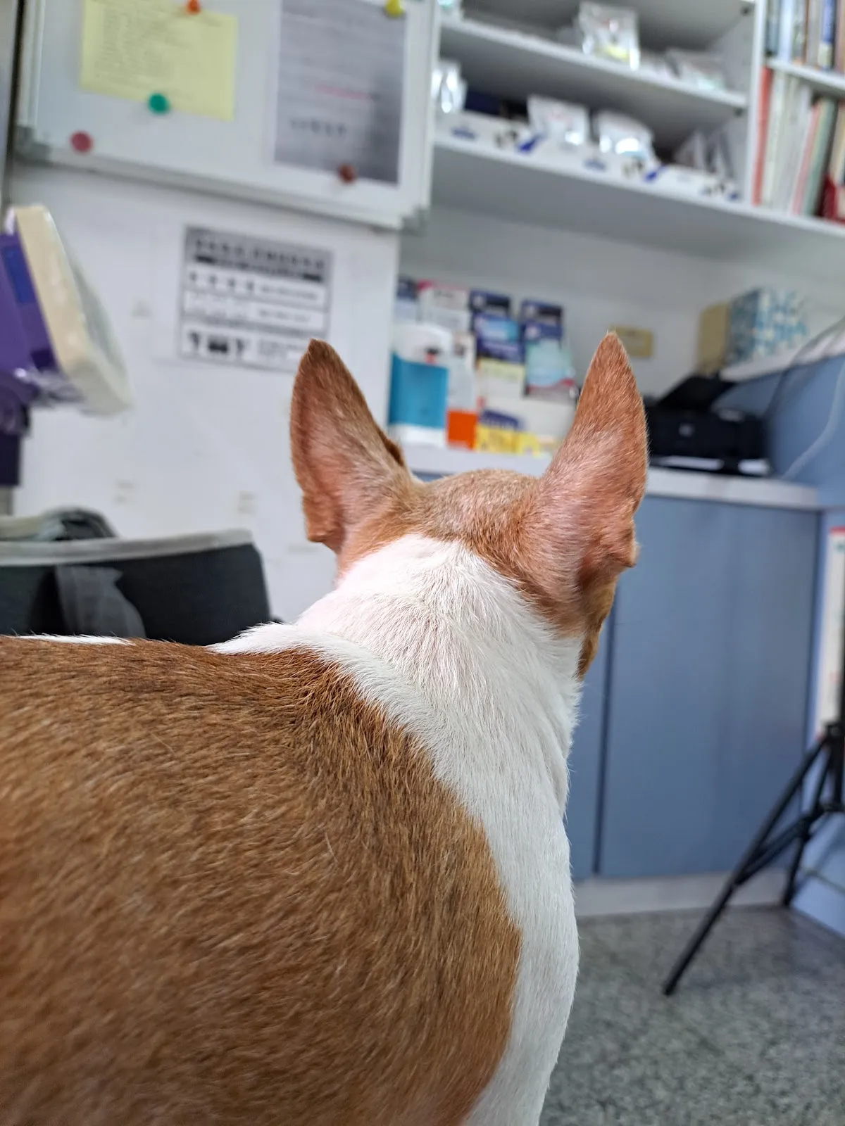 護生動物醫院