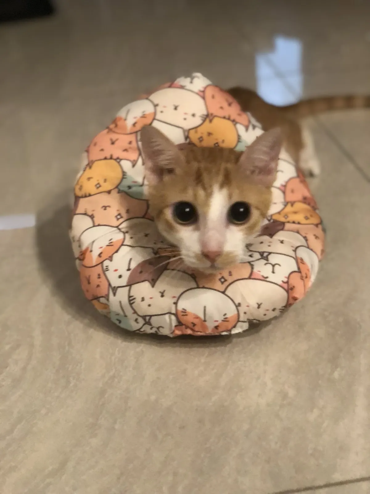 噶瑪蘭動物醫院