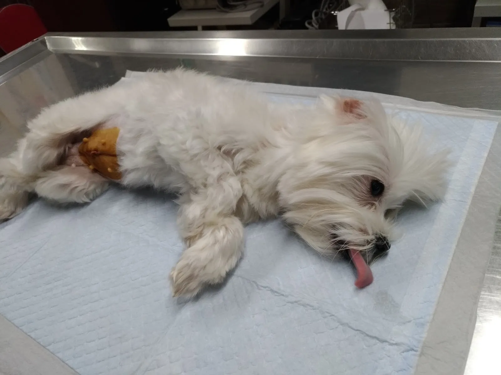 噶瑪蘭動物醫院