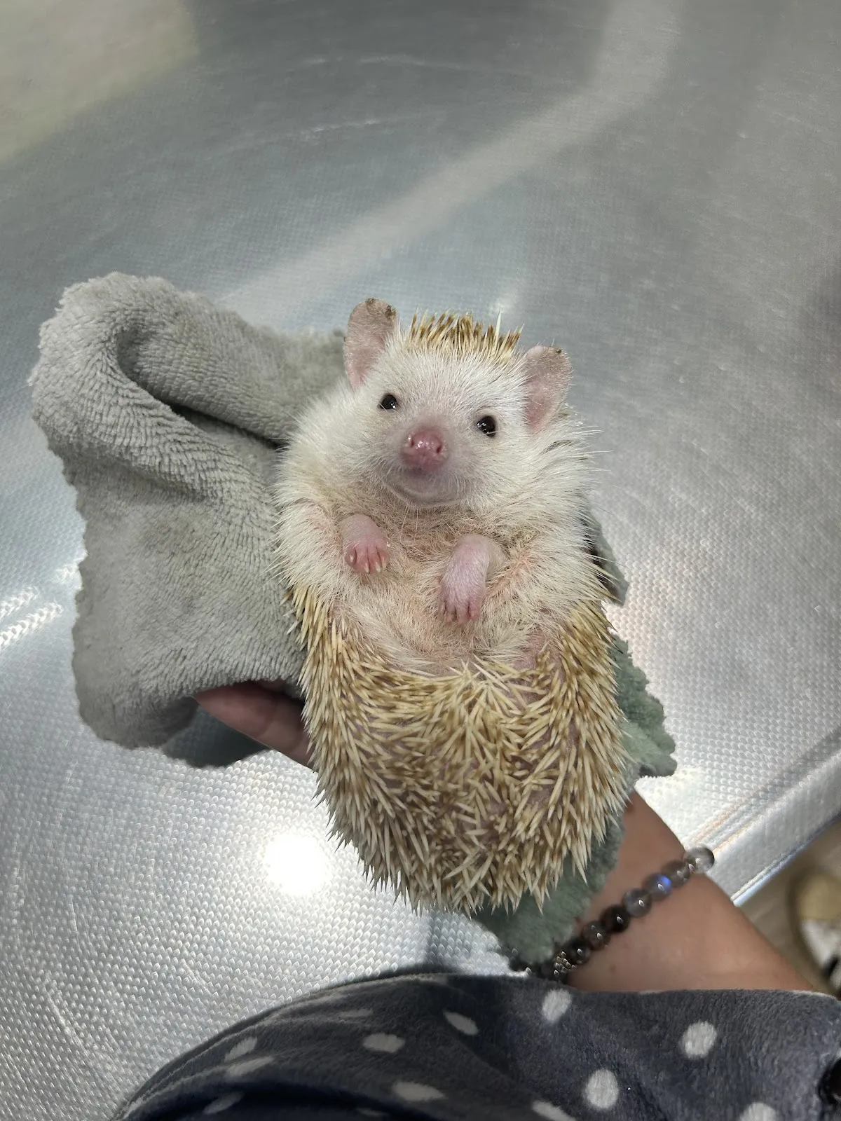 噶瑪蘭動物醫院