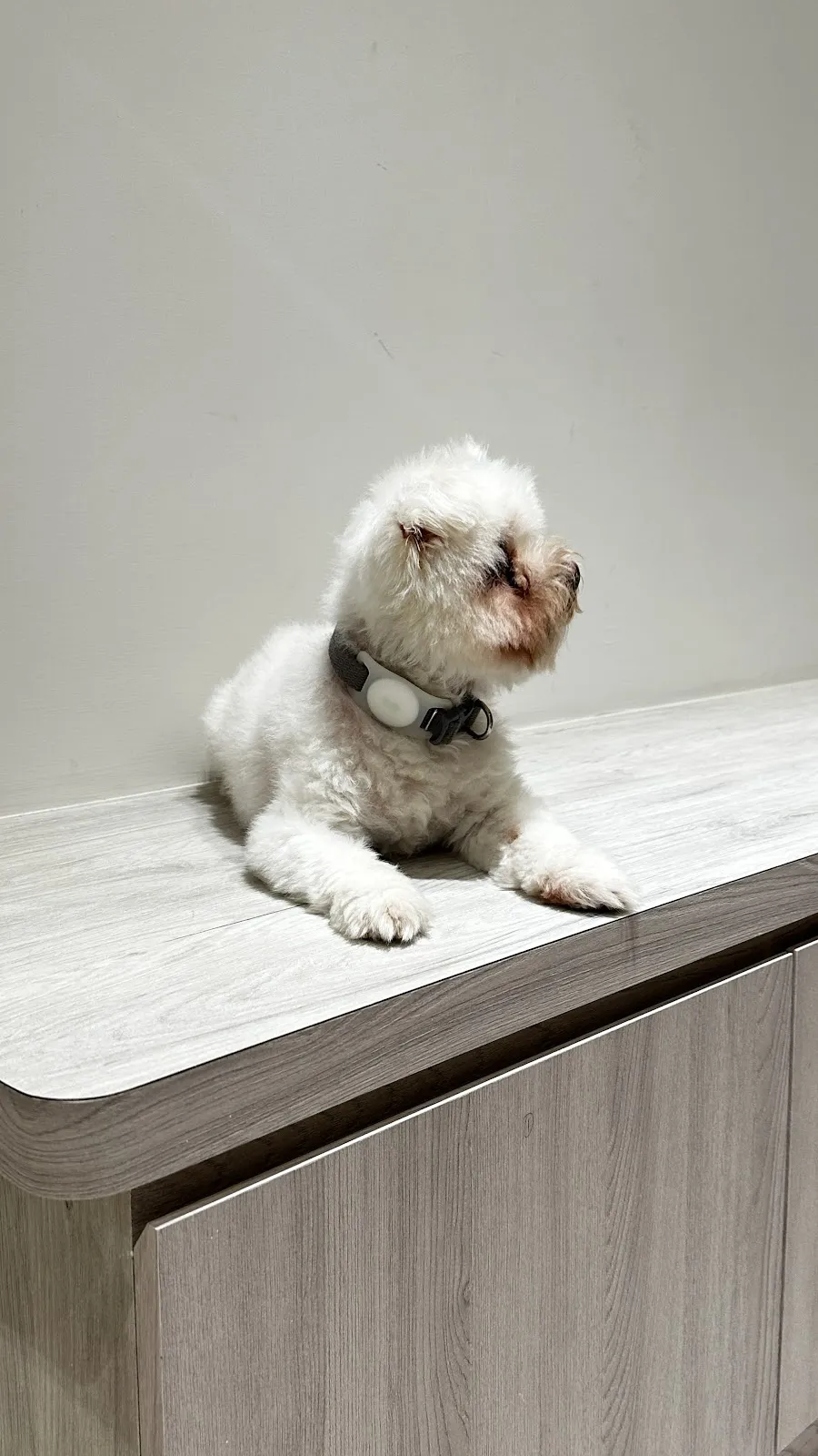 養憩犬貓專科診所