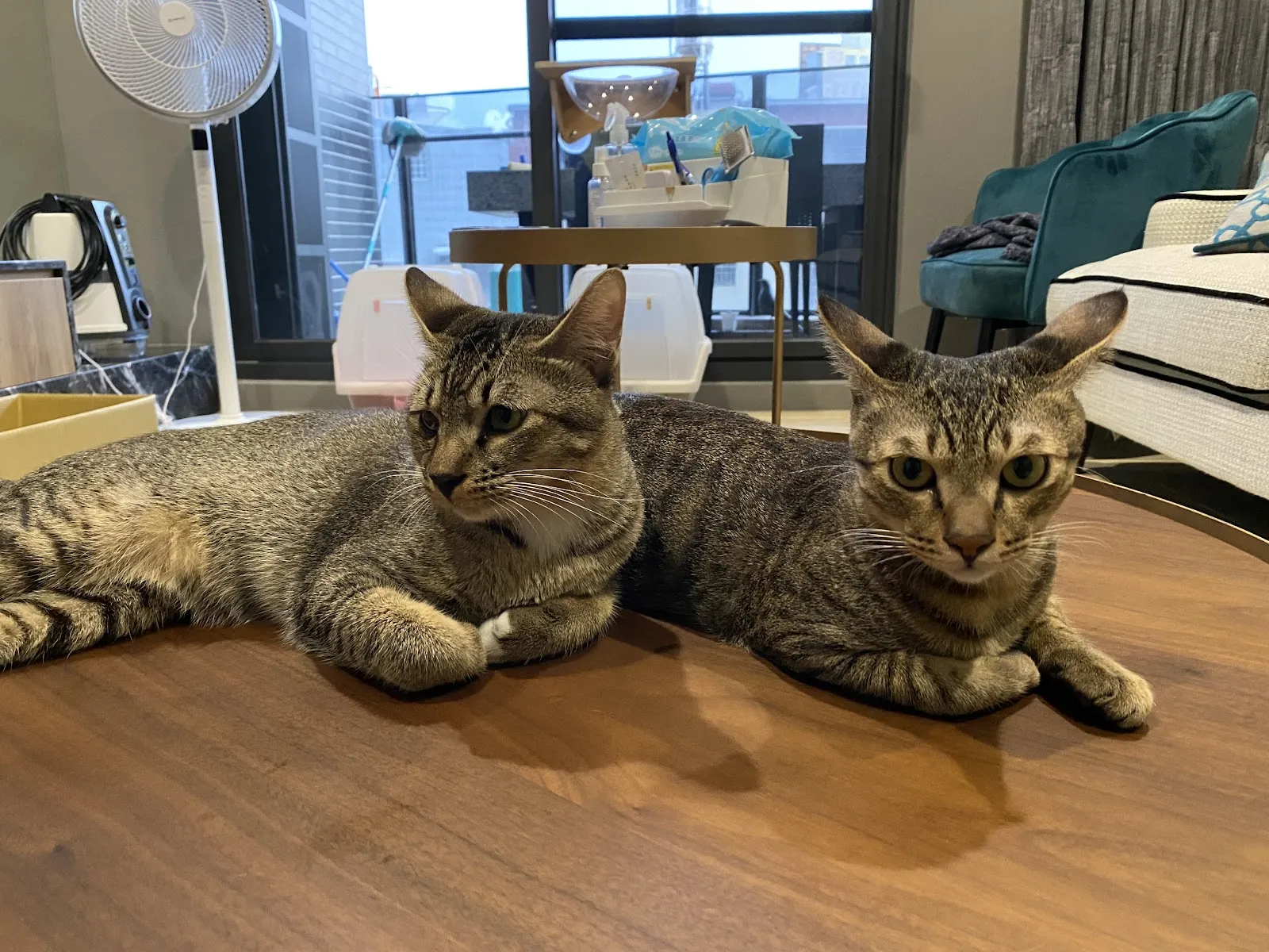牽牽手動物醫院