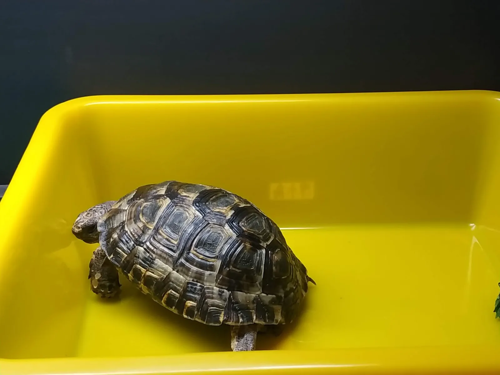 亞馬森特寵專科醫院