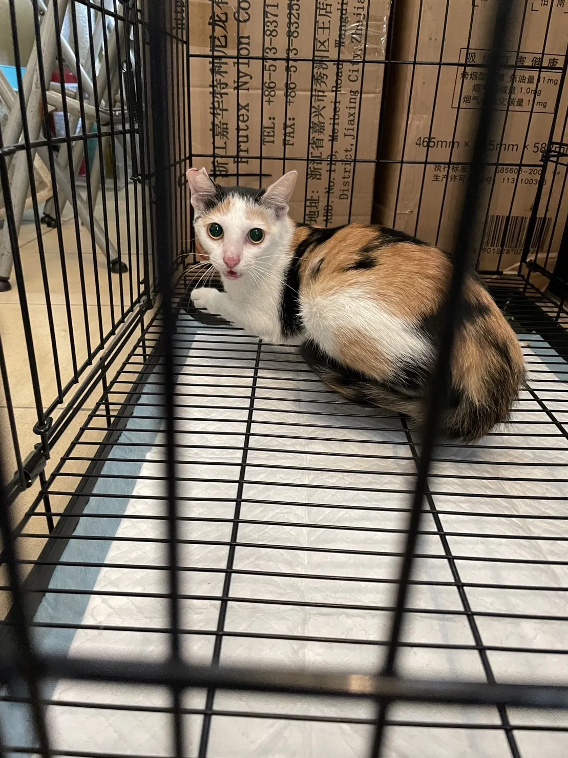 復興動物醫院