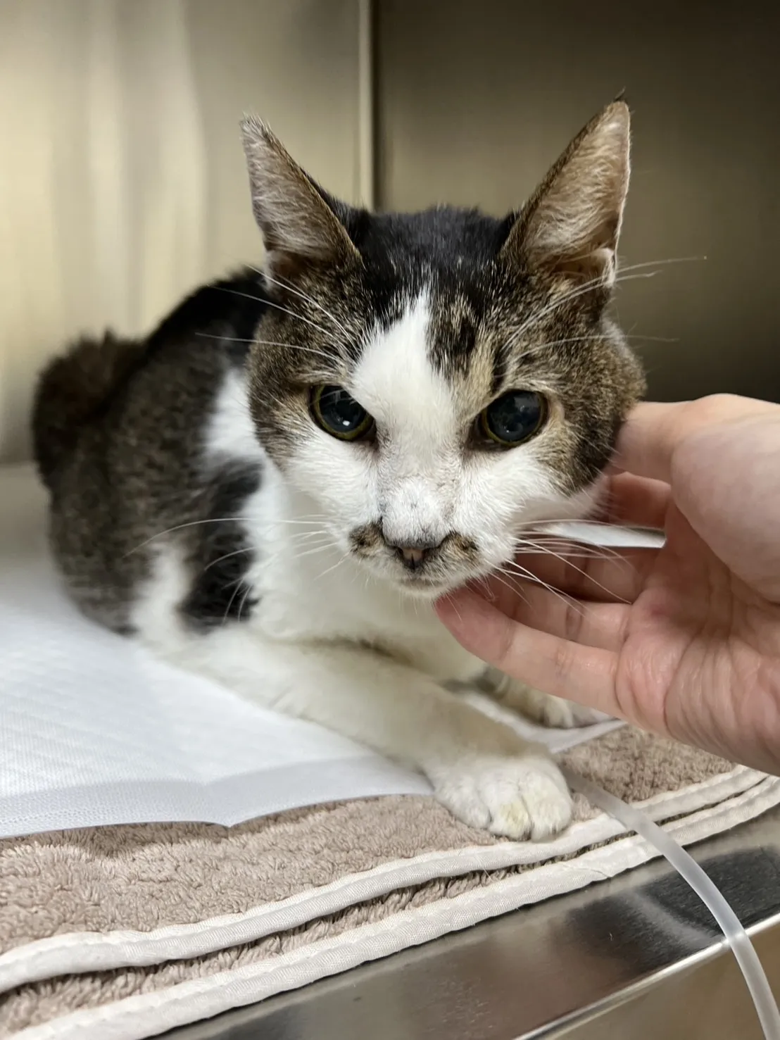 聯盟龜山萬壽動物醫院