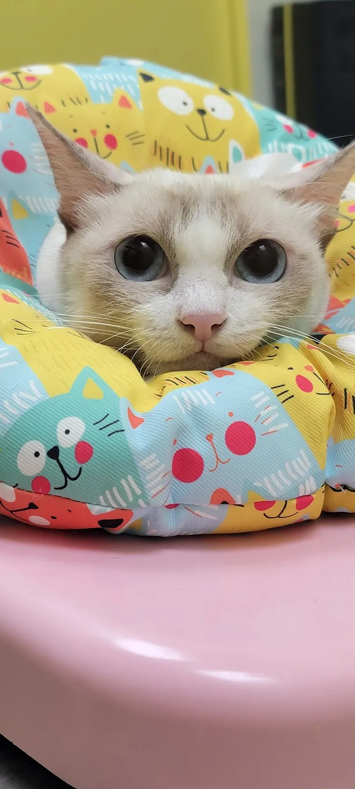 怡安啄木鳥動物醫院