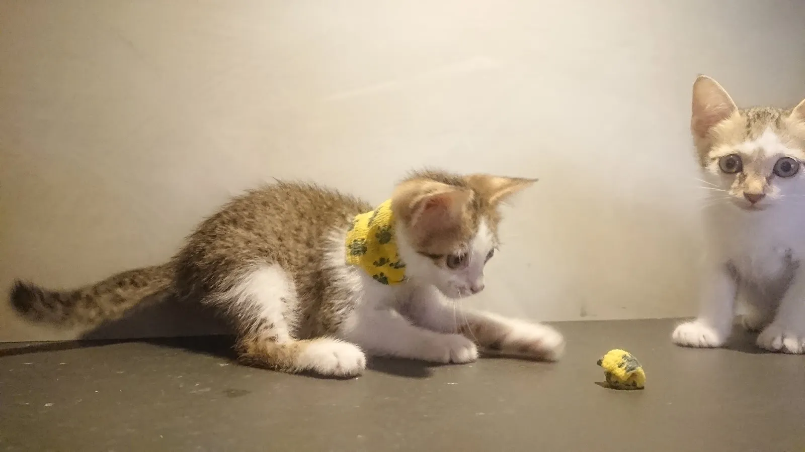 怡安啄木鳥動物醫院