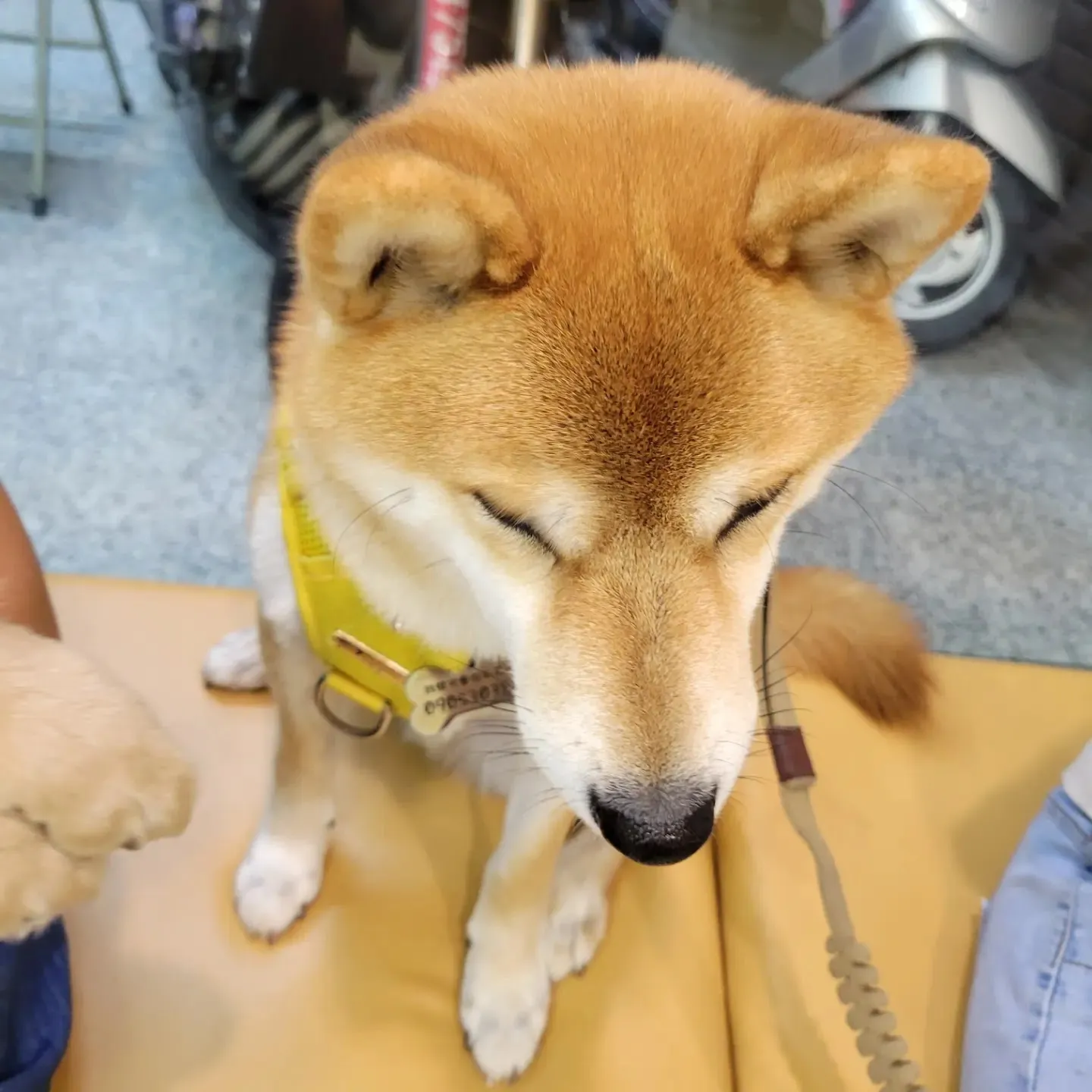 怡安啄木鳥動物醫院