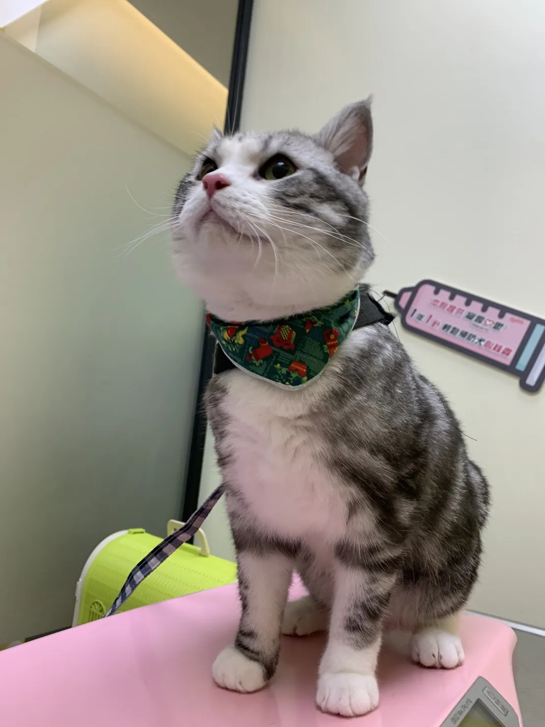 怡安啄木鳥動物醫院