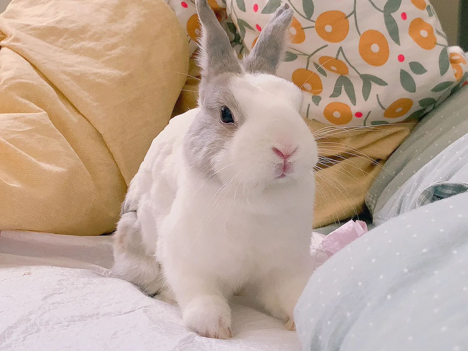 毛克利動物醫院