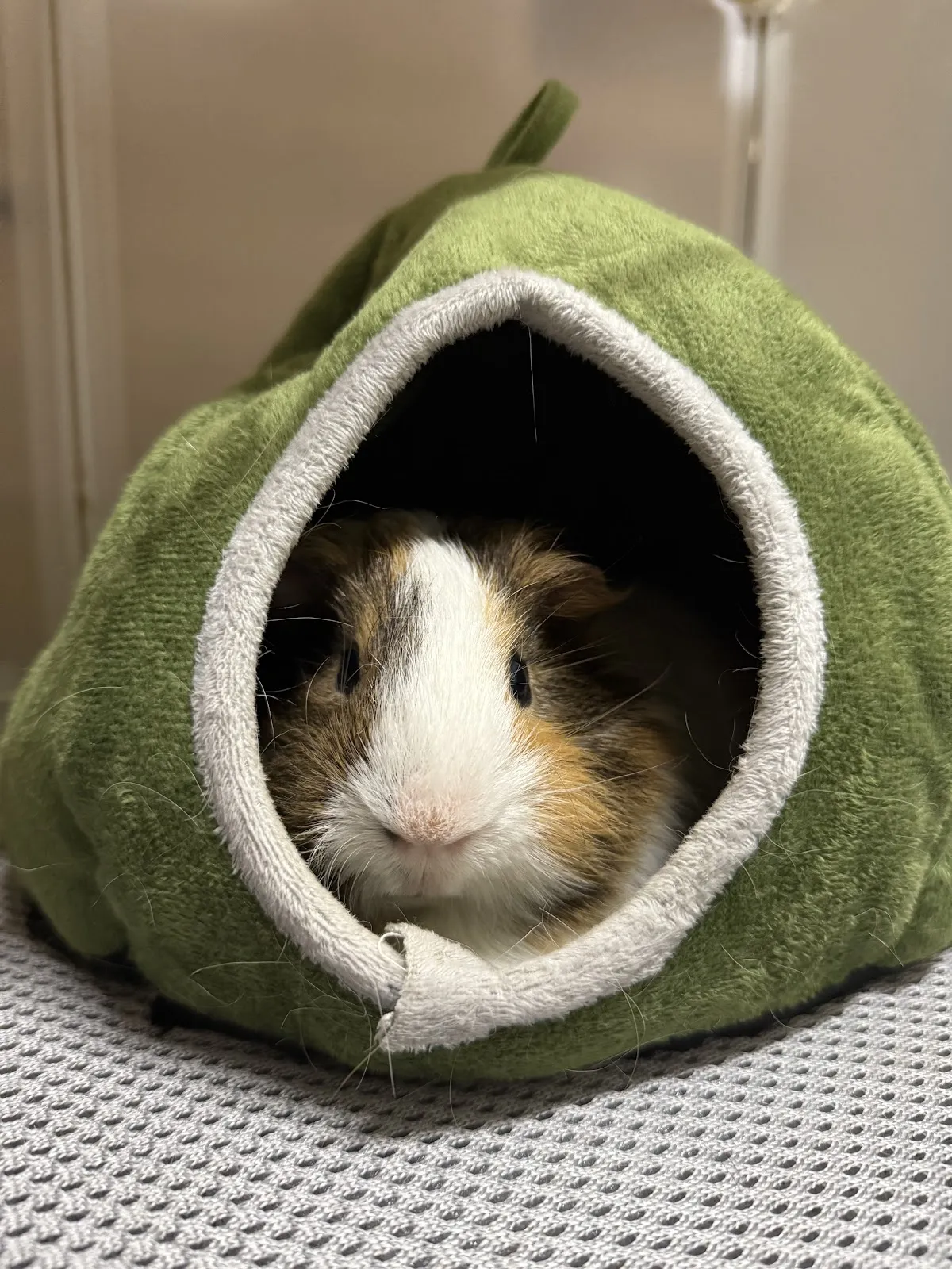 毛克利動物醫院